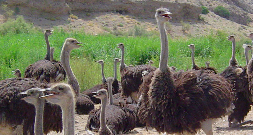 Ostrich