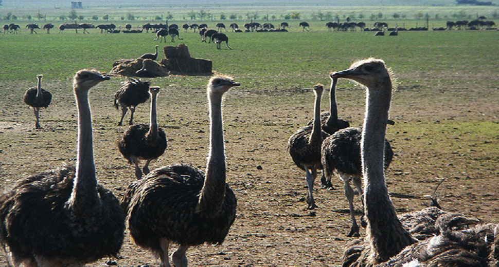 Ostrich