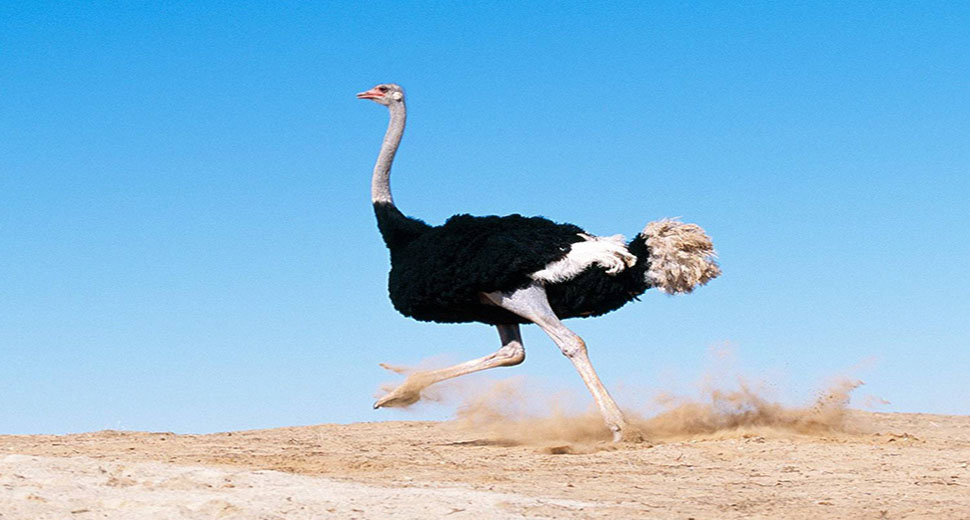 Ostrich