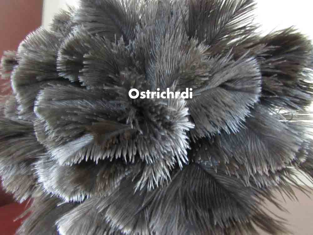 ostirchDuster